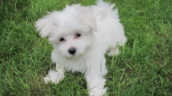 splendidi e bianchissimi cucciolini maltese  | Foto 0