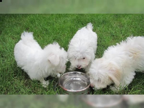 splendidi e bianchissimi cucciolini maltese 