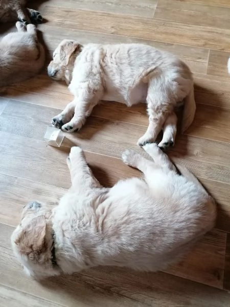 cuccioli di golden retriever pronti per nuove case . | Foto 4