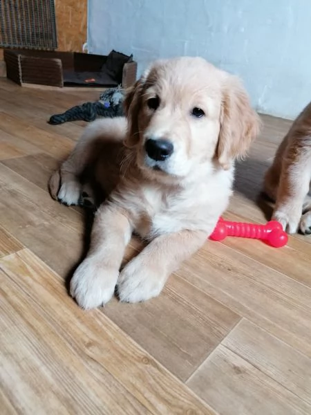 cuccioli di golden retriever pronti per nuove case . | Foto 2