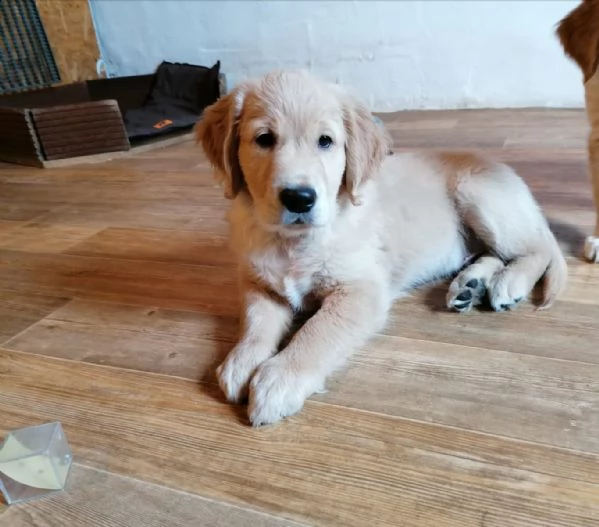 cuccioli di golden retriever pronti per nuove case . | Foto 1