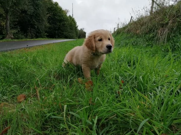 cuccioli di golden retriever pronti per nuove case .