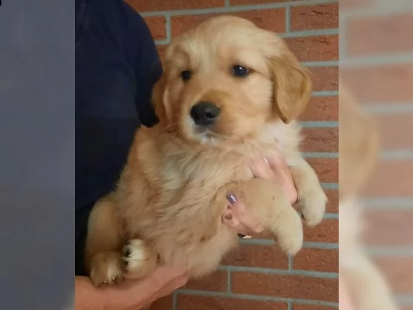 cuccioli di golden retriever pronti per nuove case . | Foto 0