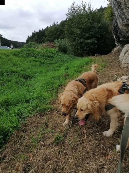 cuccioli di golden retriever super adorabili | Foto 2