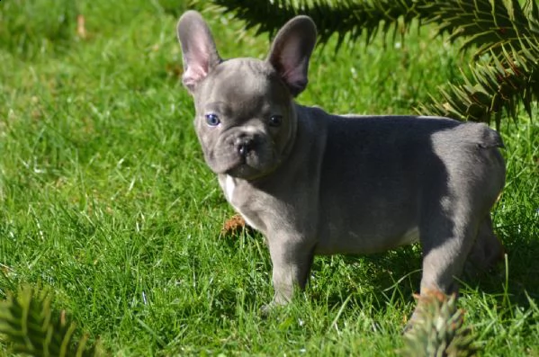 bellissimi cuccioli di bulldog francese | Foto 0
