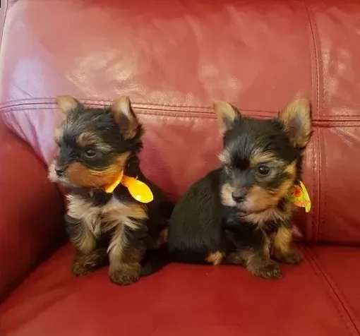 yorkshire terrier 3 mesi | Foto 0