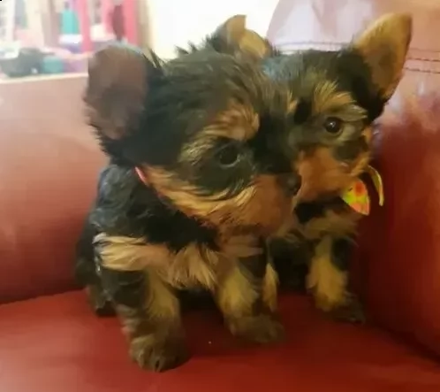 yorkshire terrier 3 mesi