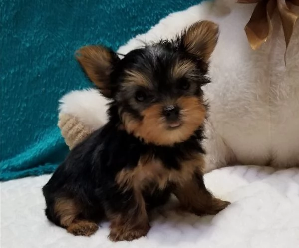  3 cuccioli di yorksire terrier