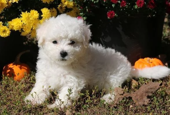 cuccioli di bichon frise