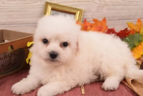 cuccioli bichon frise vaccinati