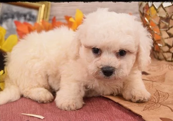 cuccioli bichon frise vaccinati | Foto 0
