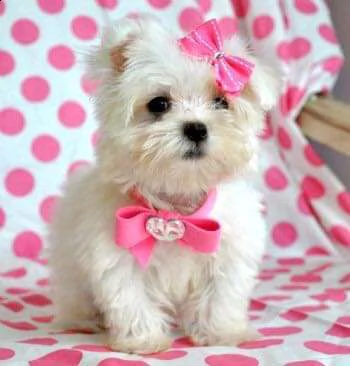 cuccioli di maltese toy 