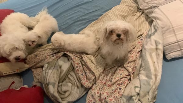 Maltese toy cucciolo femmina 