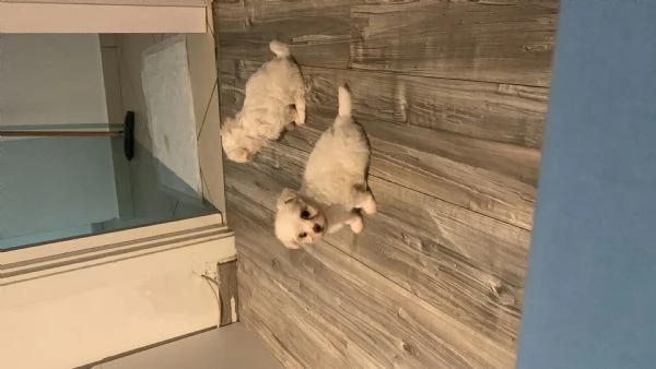 Maltese toy cucciolo femmina  | Foto 3