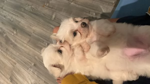 Maltese toy cucciolo femmina  | Foto 2