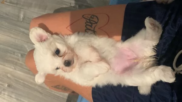 Maltese toy cucciolo femmina  | Foto 1