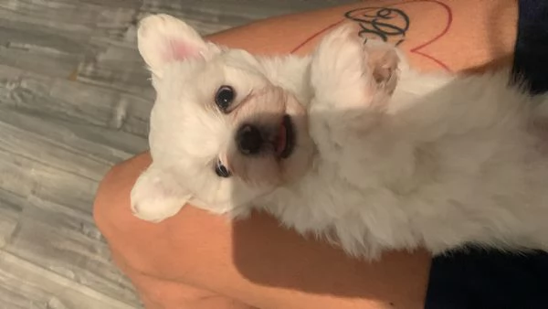 Maltese toy cucciolo femmina  | Foto 0