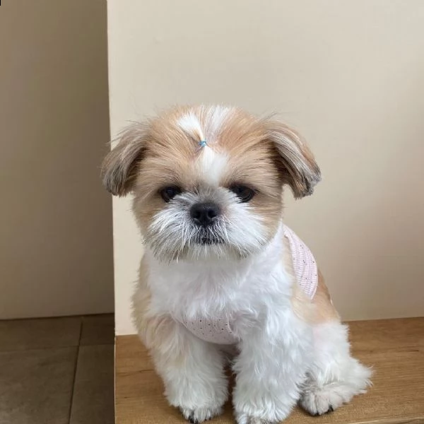 cuccioli shih tzu molto belli | Foto 1