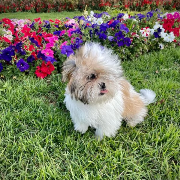 cuccioli shih tzu molto belli | Foto 0