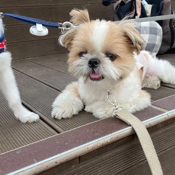 cuccioli shih tzu molto belli