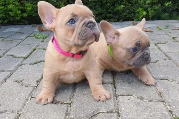 cuccioli di bulldog francese | Foto 1