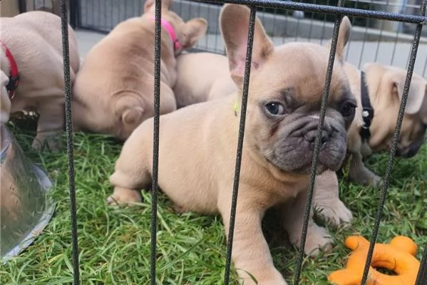 cuccioli di bulldog francese | Foto 0