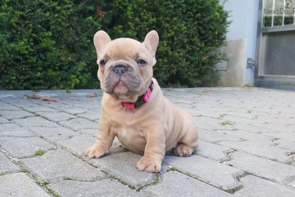 cuccioli di bulldog francese