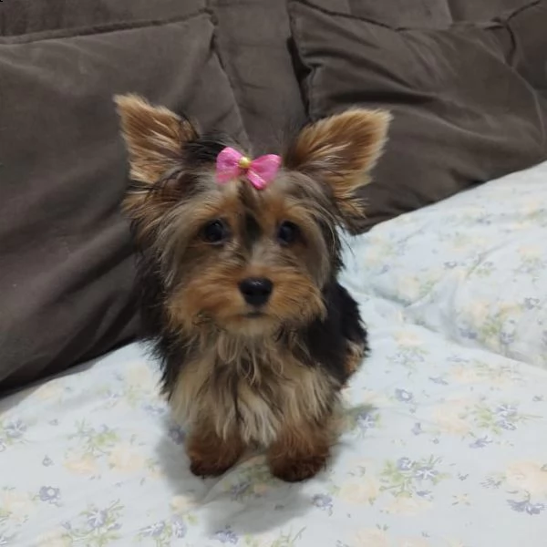 bellissimi cuccioli di york shire | Foto 1