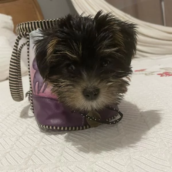 bellissimi cuccioli di york shire | Foto 0