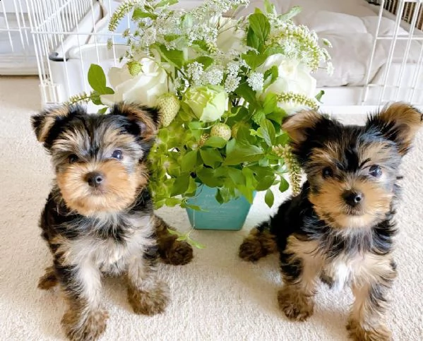 bellissimi cuccioli di york shire