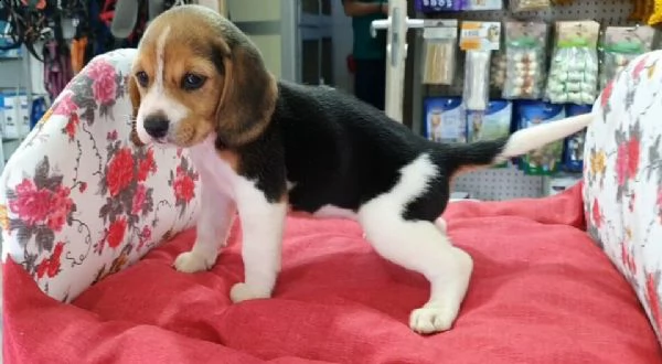 vendita splendidi cuccioli di beagle
