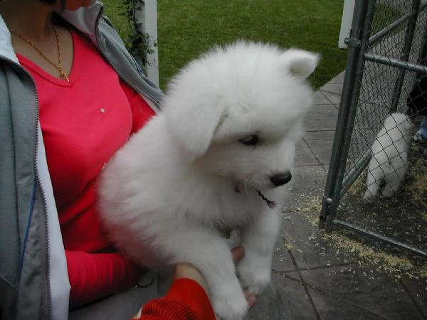 cuccioli di samoiedo disponibili