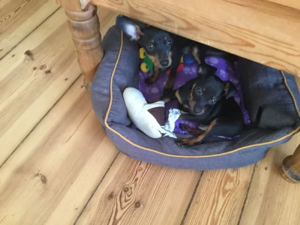 cuccioli di pinscher con pedigree enci | Foto 2