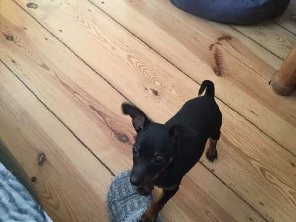 cuccioli di pinscher con pedigree enci | Foto 1