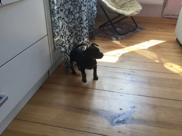 cuccioli di pinscher con pedigree enci | Foto 0