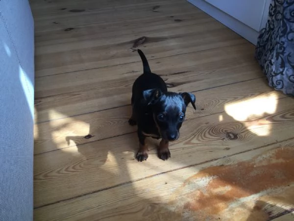 cuccioli di pinscher con pedigree enci