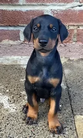 dolcissimi dobermann puri | Foto 1