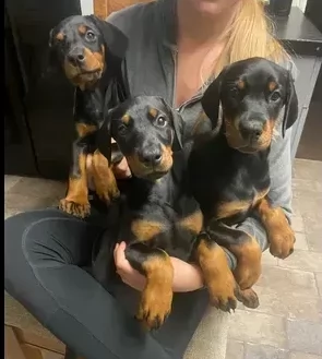 dolcissimi dobermann puri | Foto 0