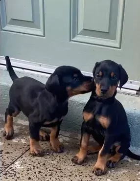 dolcissimi dobermann puri