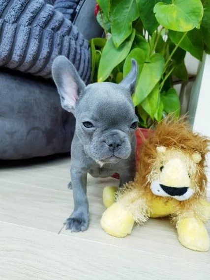 bouledogue francese blue cuccioli 