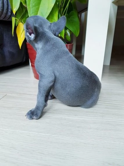 blue bouledogue francese maschio e femmina | Foto 0
