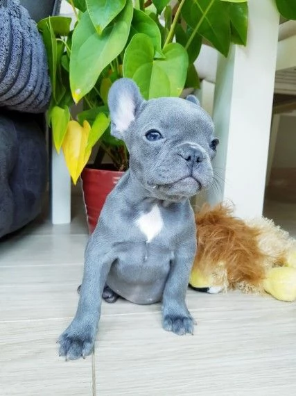 blue bouledogue francese maschio e femmina