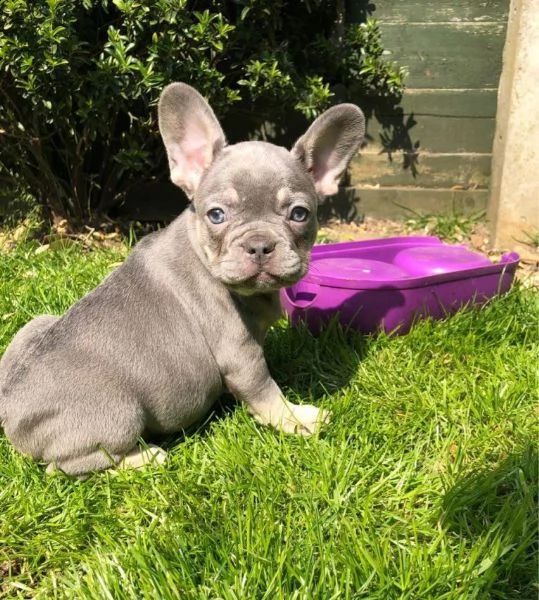 mini bouledogue francese cuccioli | Foto 0