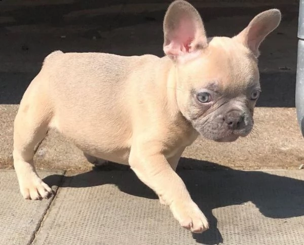 mini bouledogue francese cuccioli