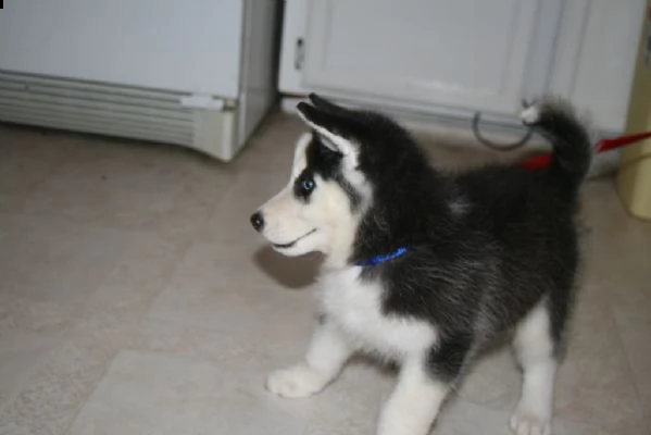 meravigliosa cucciolata di siberian husky | Foto 1