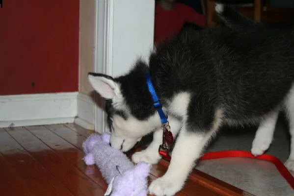 meravigliosa cucciolata di siberian husky