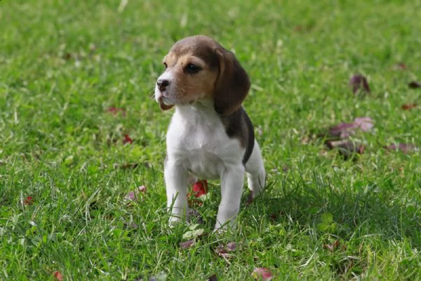 disponibile cucciola di beagle | Foto 2
