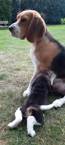disponibile cucciola di beagle | Foto 1