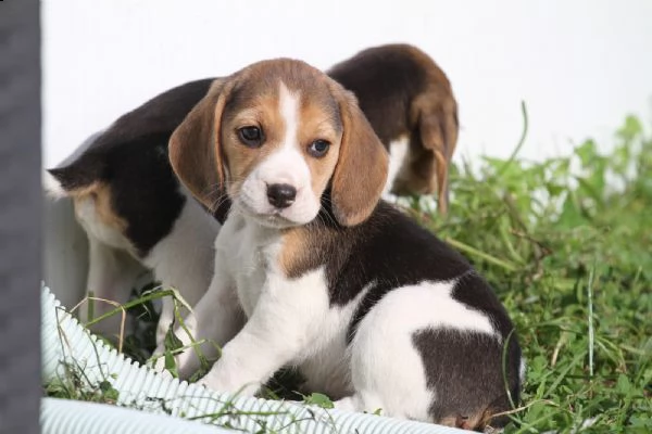 disponibile cucciola di beagle | Foto 0