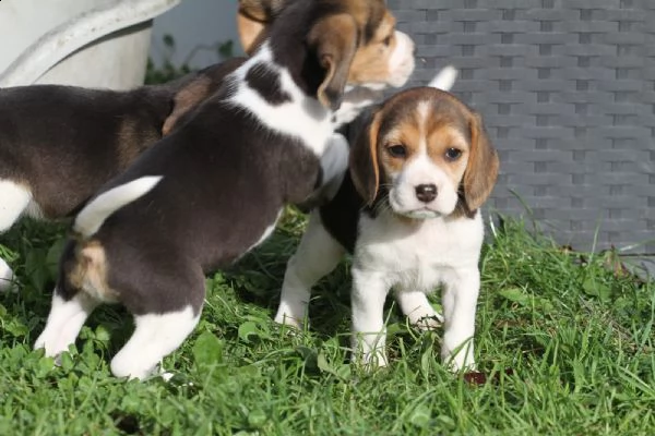 disponibile cucciola di beagle